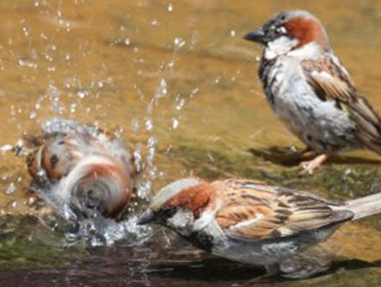 Summertime’s for the birds
