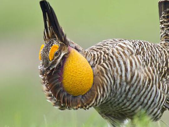 Take some dancing tips from the seductive Prarie Chicken