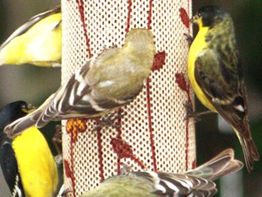 Take time to feed the birds