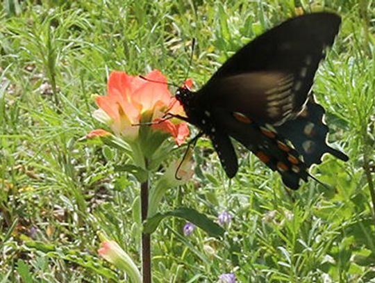 Taking care of Mother Earth: 47th annual Earth Day April 22