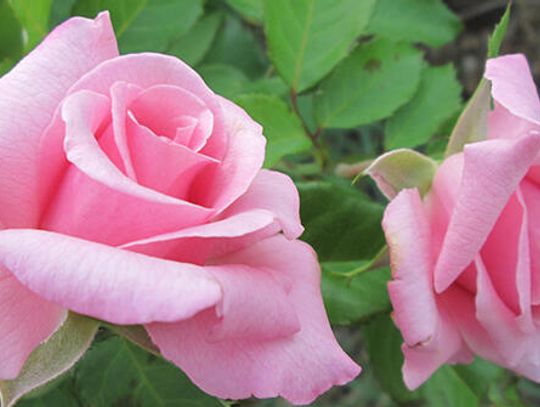 Ten garden activities for February