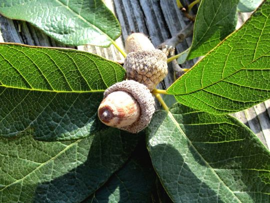 The glory of native oaks