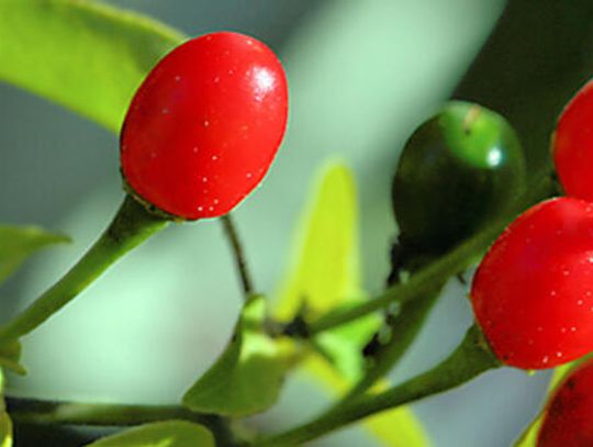 The mighty pequin: Hot and beautiful