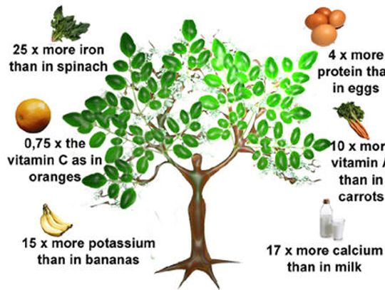 The miraculous Moringa tree: a Living Pharmacy