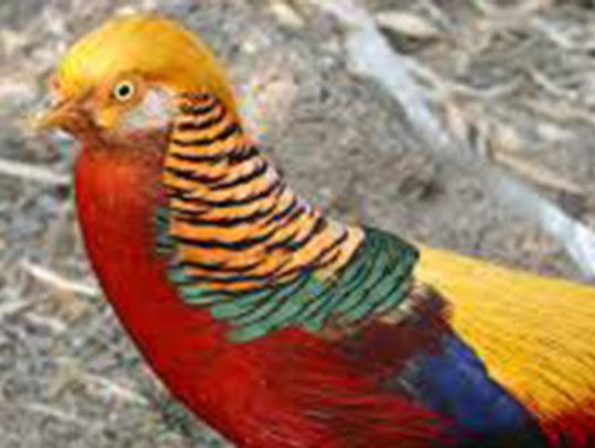 The most beautiful birds in the whole wide world