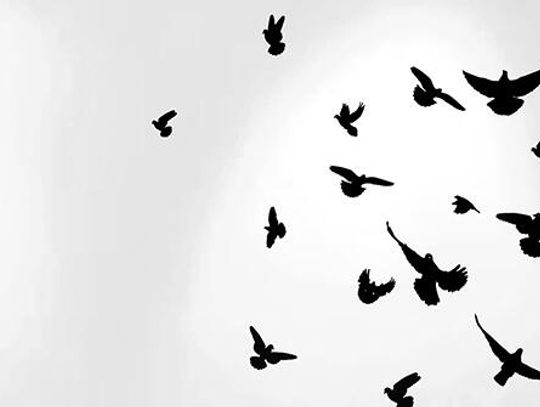 The status of birds