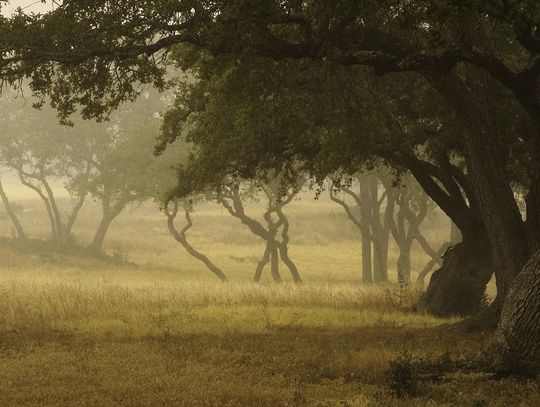The Texas Live Oak – A Symbol of the Hill Country