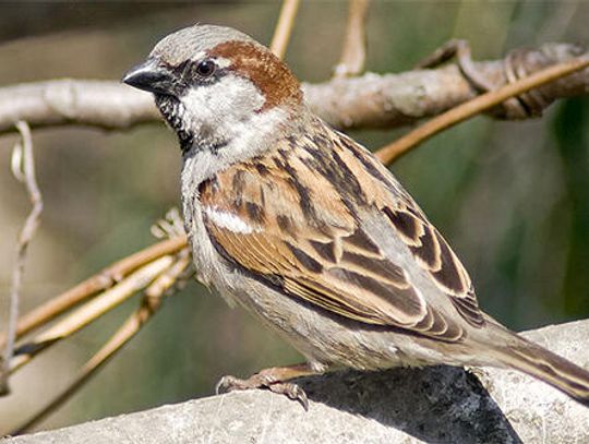 The thriving House Sparrow: Tolerated by some, admired by others