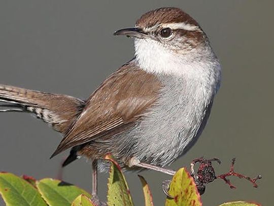 Thomas Bewick’s wren is a friendly little bird