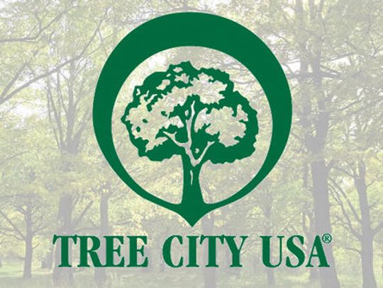 Tree season is underway: Buda designated a Tree City USA for third year