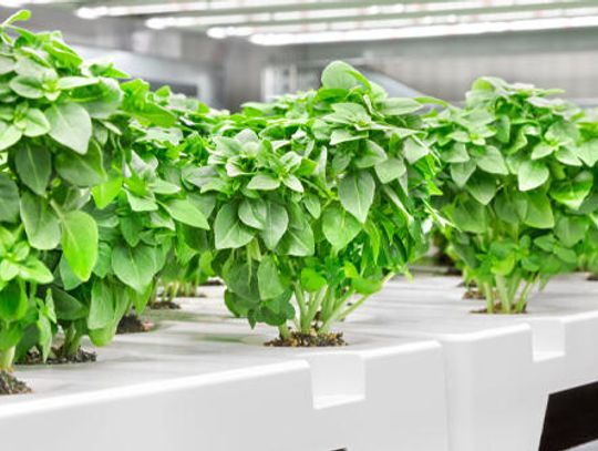 Urban farming network to set up in Kyle