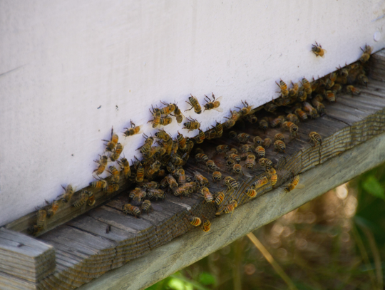 Vista Brewing buzzes for Driftwood Honey Harvest Festival