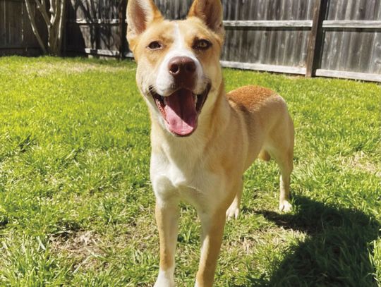 Volunteers, Facebook group help dog reunite with owner in San Marcos