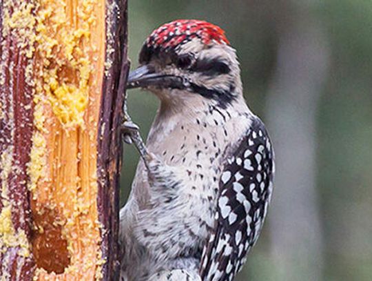 Watch out for woodpeckers