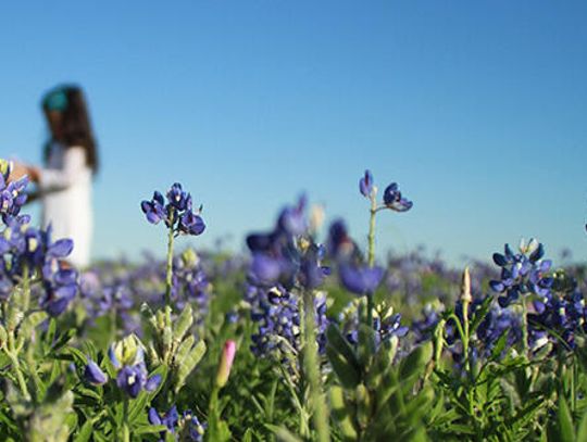 Welcome, wildflowers