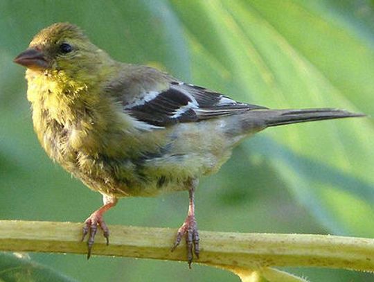 What could be greater than a lesser goldfinch?