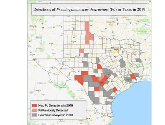 White-Nose Syndrome confirmed in bat in Austin