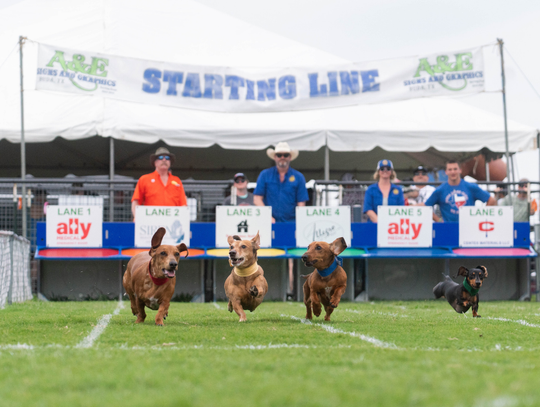 Wienerman spotted at Buda's 2026 Wiener Dog Races