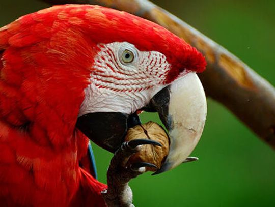 Wild macaws add to Mexico’s colorful beauty