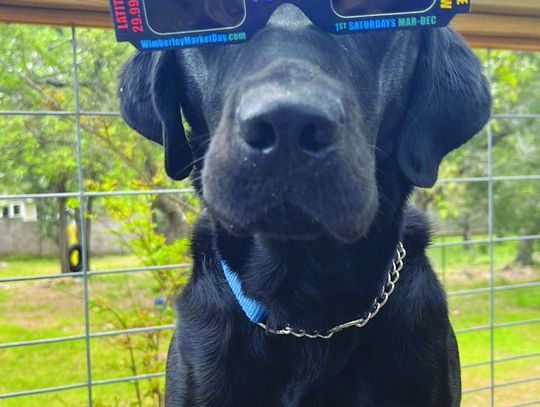 Wimberley High School students gain confidence, train service dogs to save lives