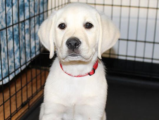 Wimberley High students train future alert dogs