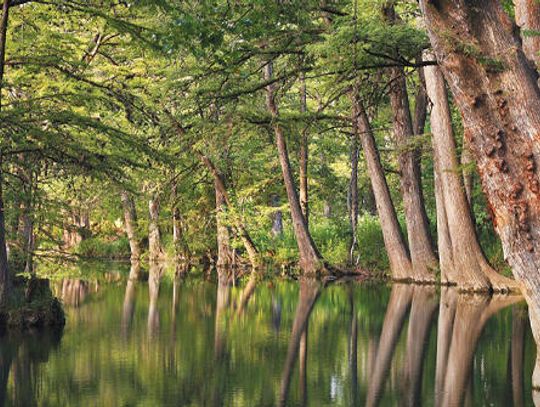 Wimberley to remedy oak wilt at Blue Hole