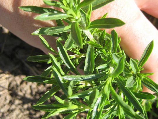 Winter savory is an often-overlooked herb