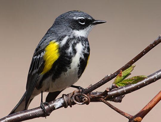 Wook out for warblers