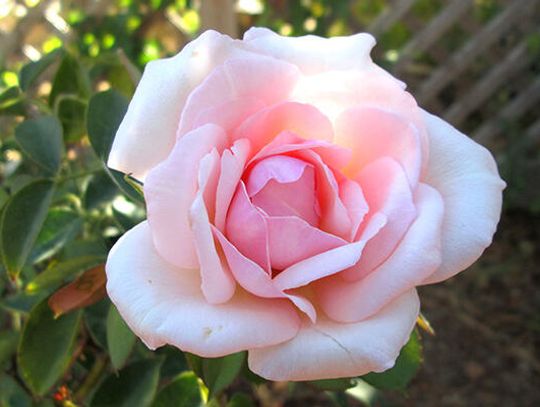 Your basic guide to Central Texas roses