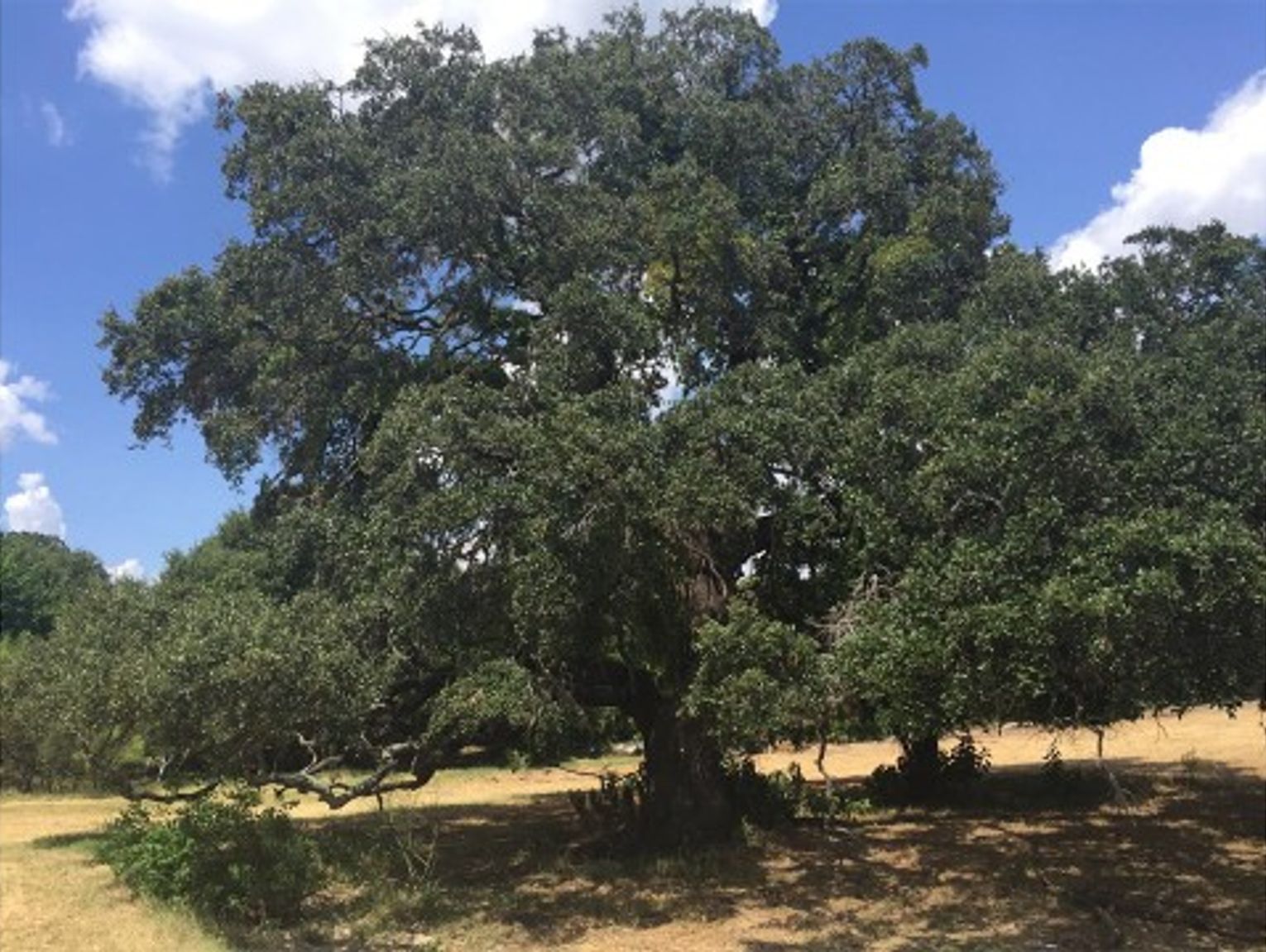 Buda votes to save tree: $300K to relocate heritage oak
