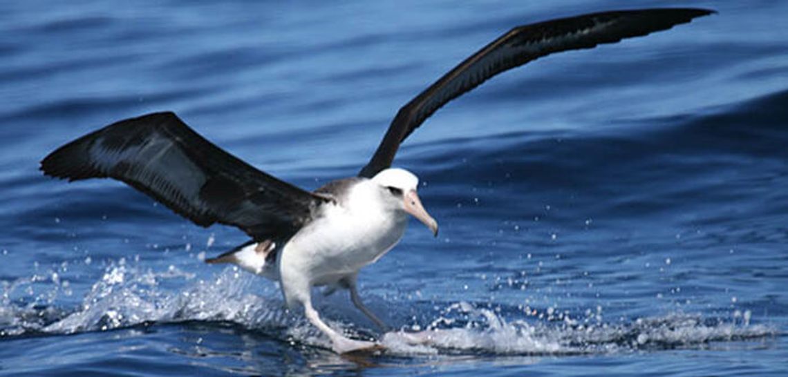 Albatross really gets around
