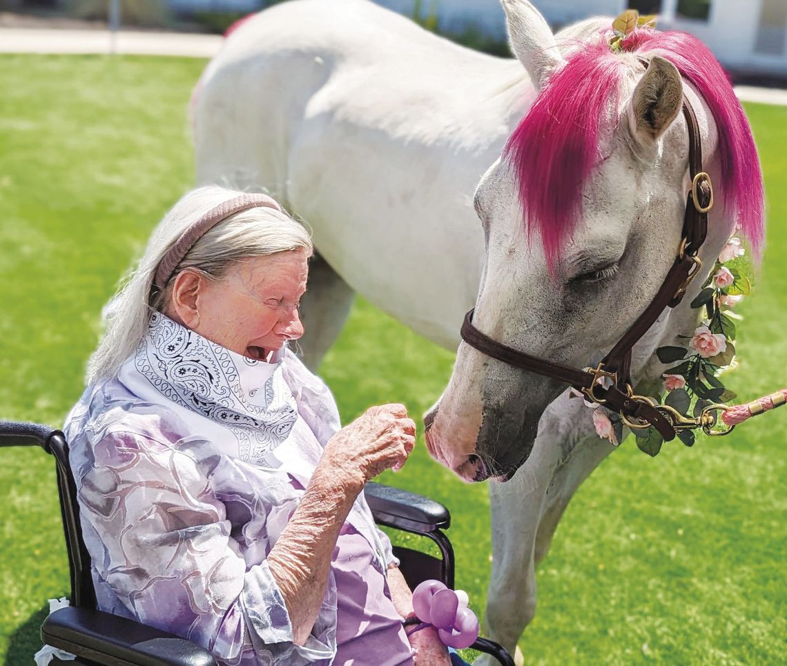 Alexis Pointe residents to mingle with mini donkeys, horses