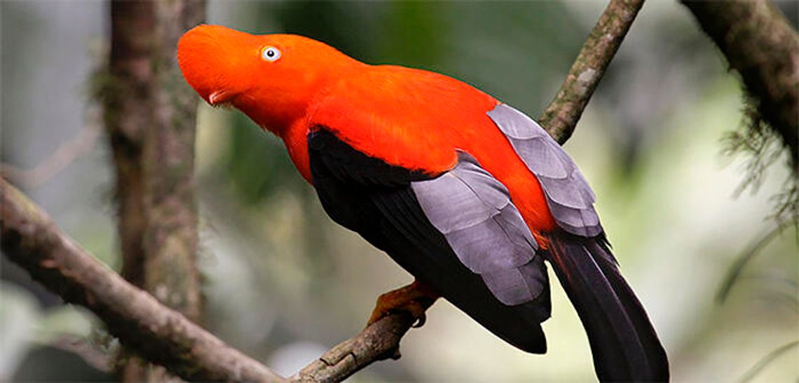 Andean cock-of-the-rock is my bird to see
