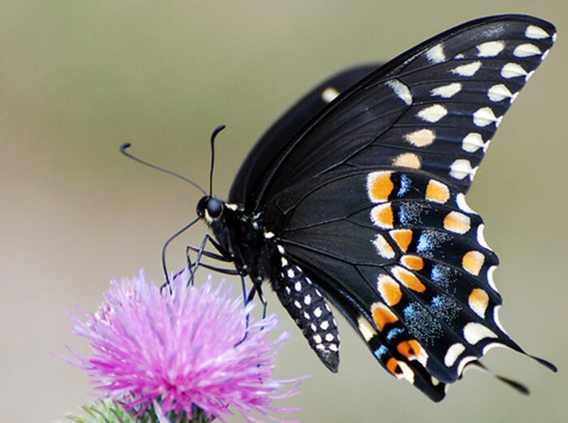 April wildflowers bring butterfly showers