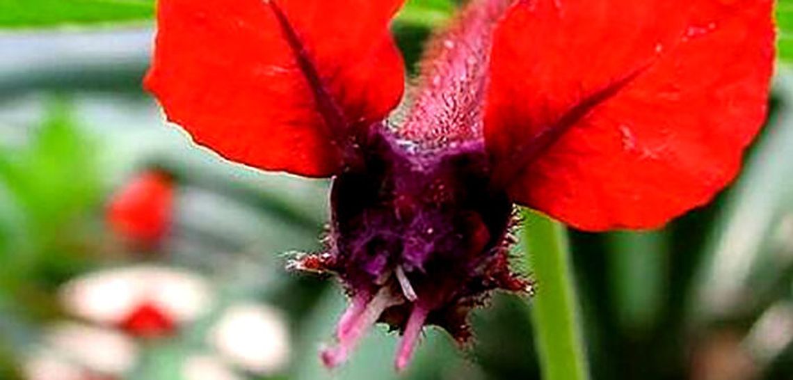 Beautiful blooms for the hot months of summer
