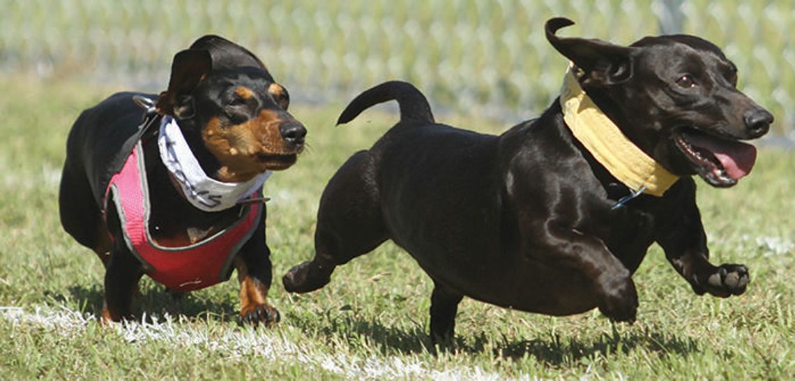 Best bets: Wiener dog races, Sandra Cisneros and more