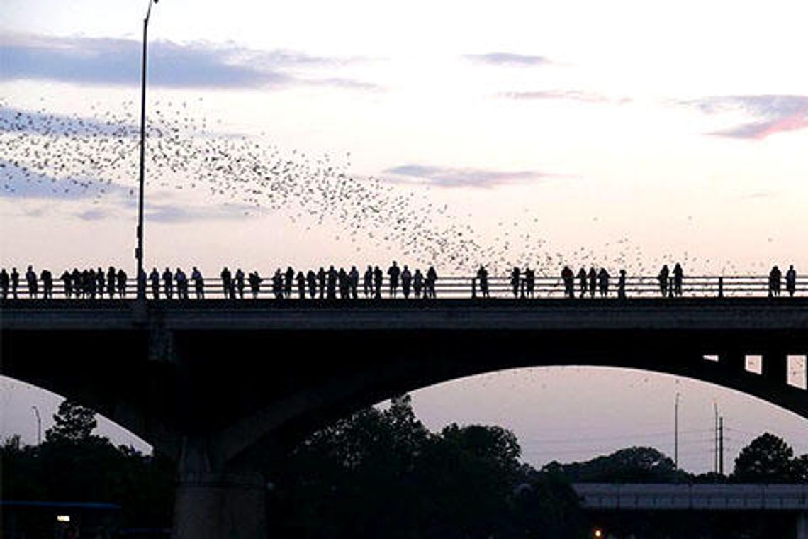Billions of beneficial bats bring balance, beauty