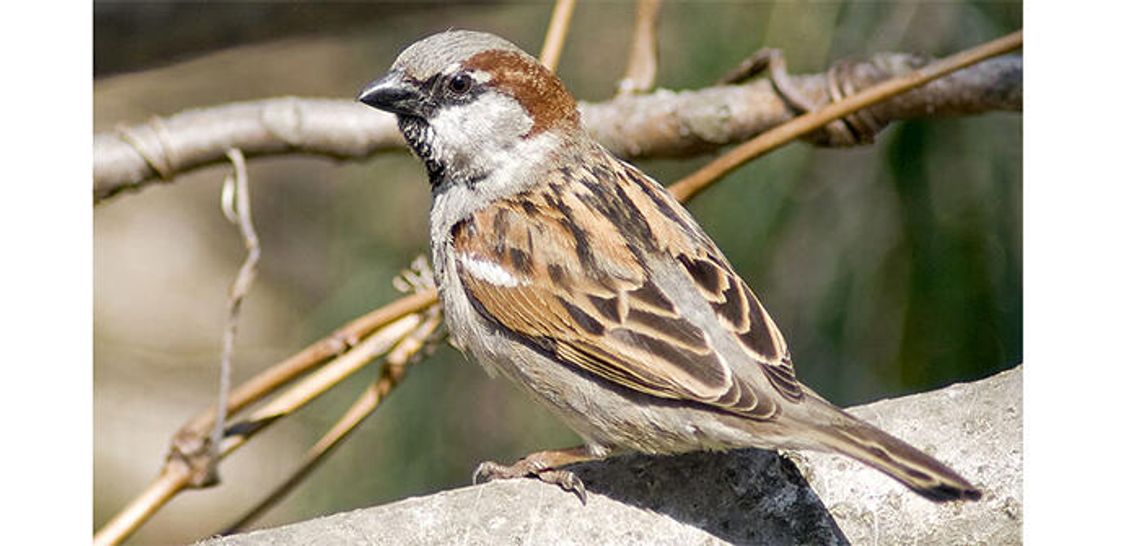 Bird facts for birdbrains