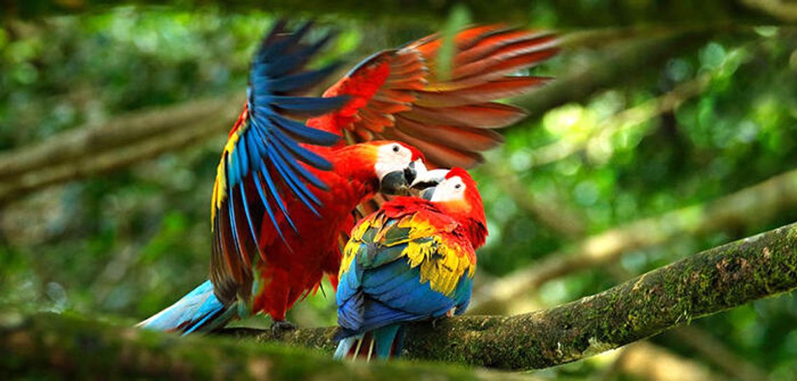 Bird Sex: Mostly monogamous