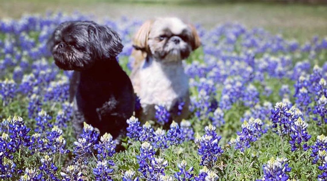 Bluebonnets across Hays County Bluebonnets across Hays County