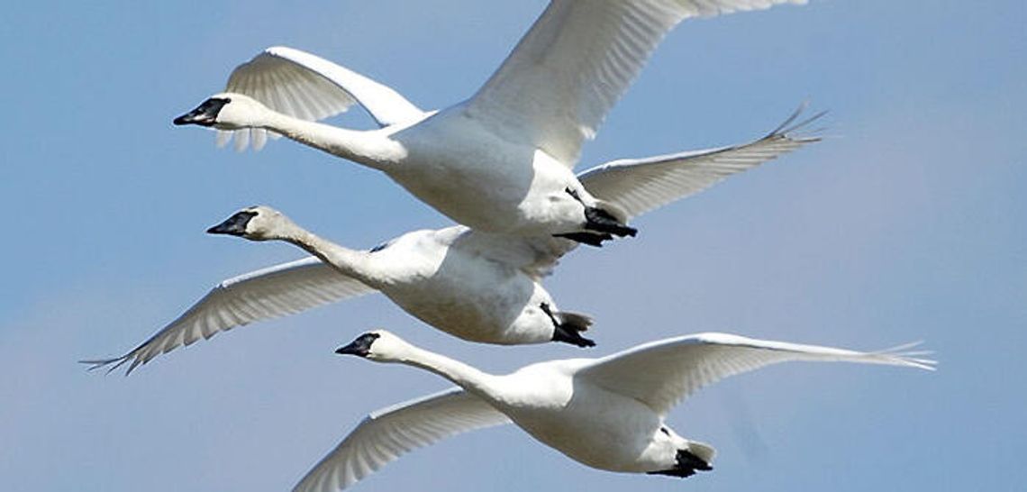 Bound for home: Hill Country Lights Out program is for the birds