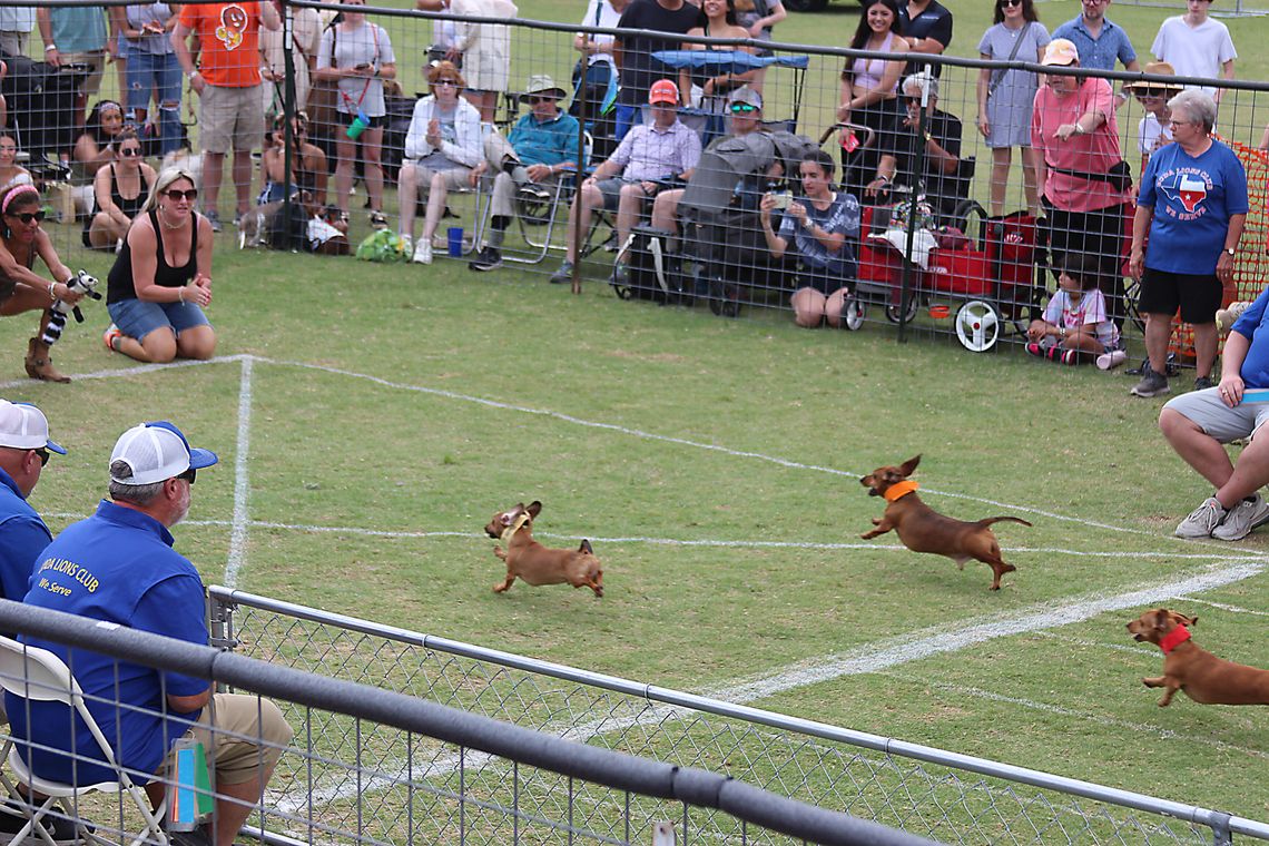 Buda Lions Club hosts 2025 Wiener Dog Races Buda Lions Club hosts 2025 Wiener Dog Races