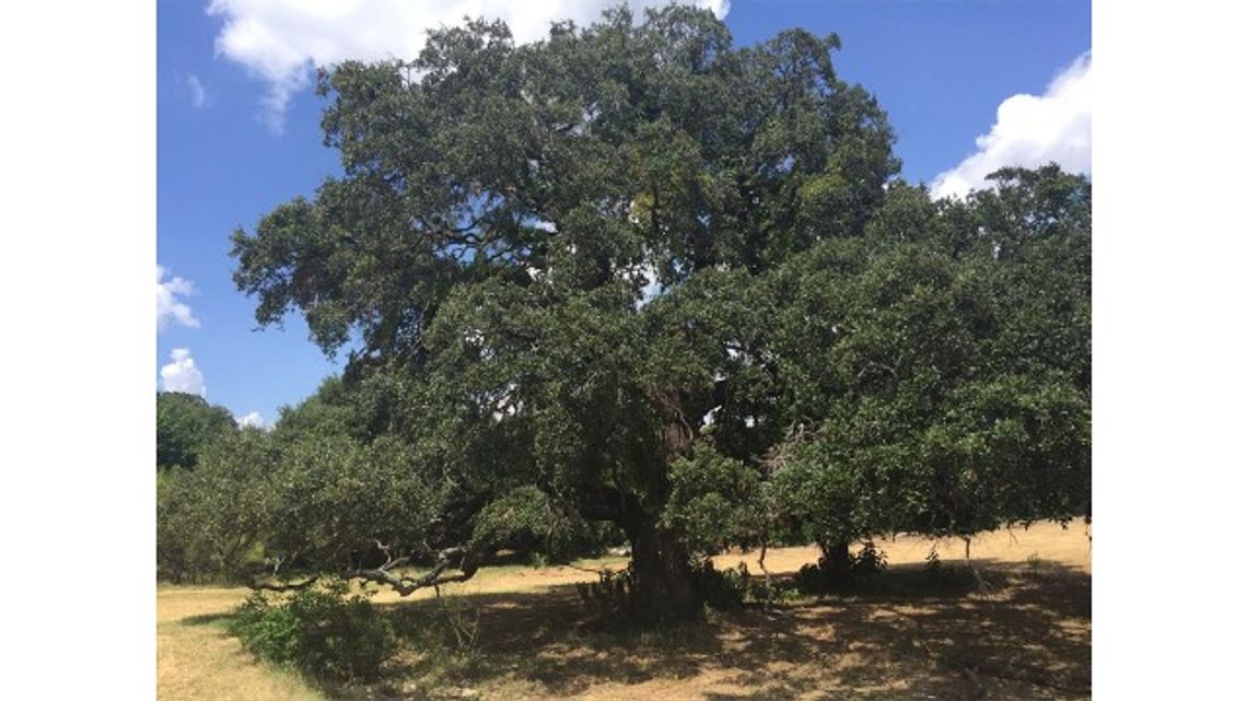 Buda votes to save tree: $300K to relocate heritage oak