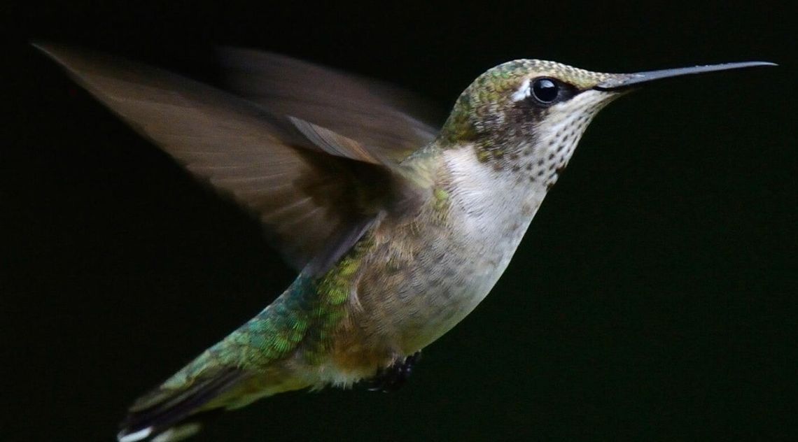 Campaign encourages safe bird migration
