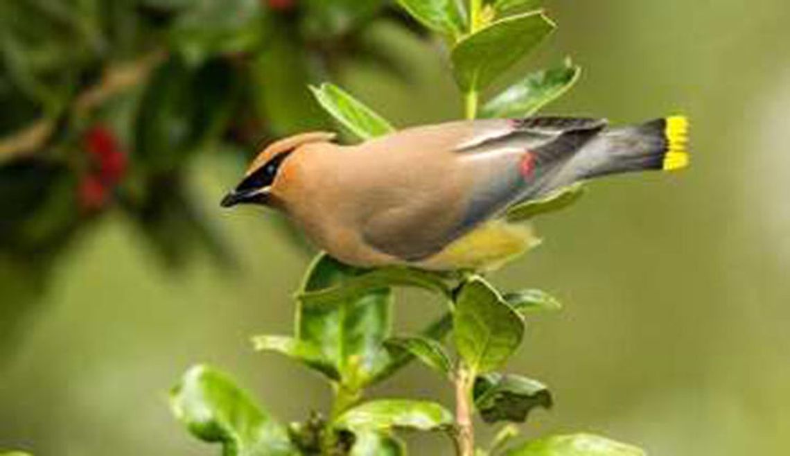 Catch sight of cedar waxwings while you can