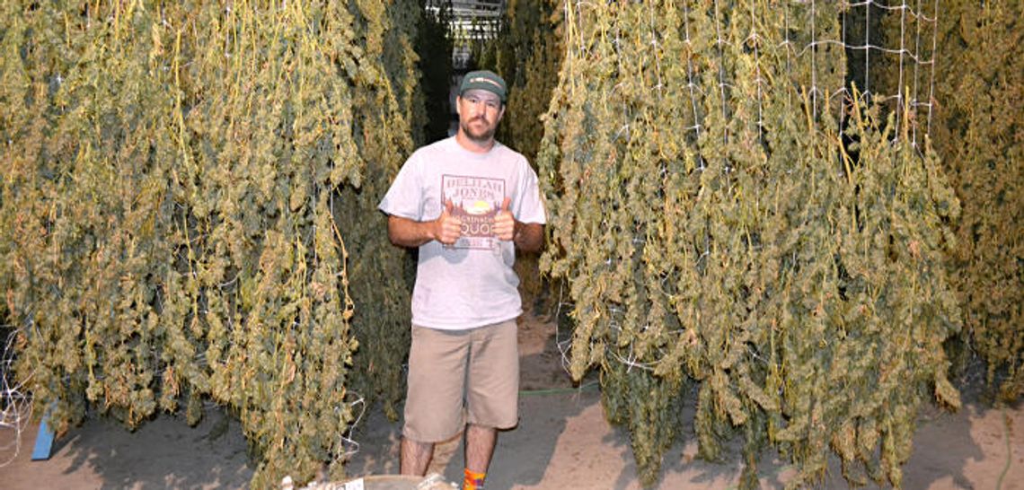 CBD is A-OK: Dripping Springs produces first hemp crop since new law