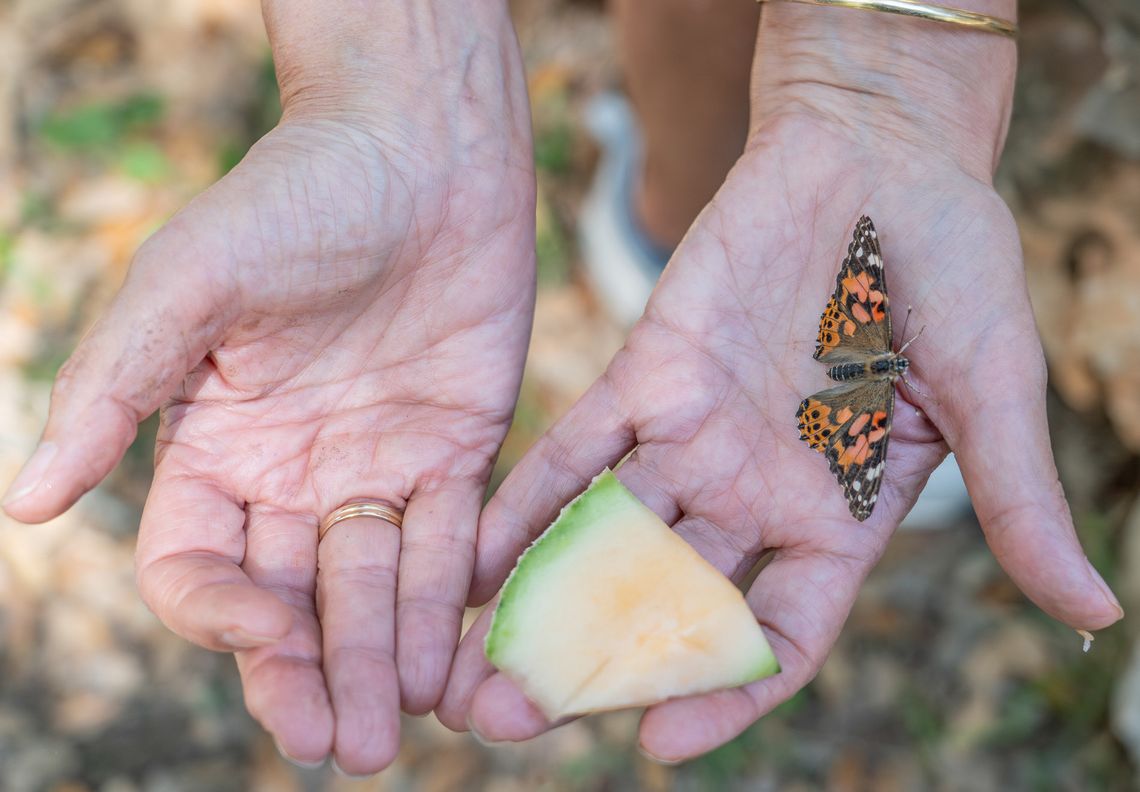 Community spreads wings at EmilyAnn
