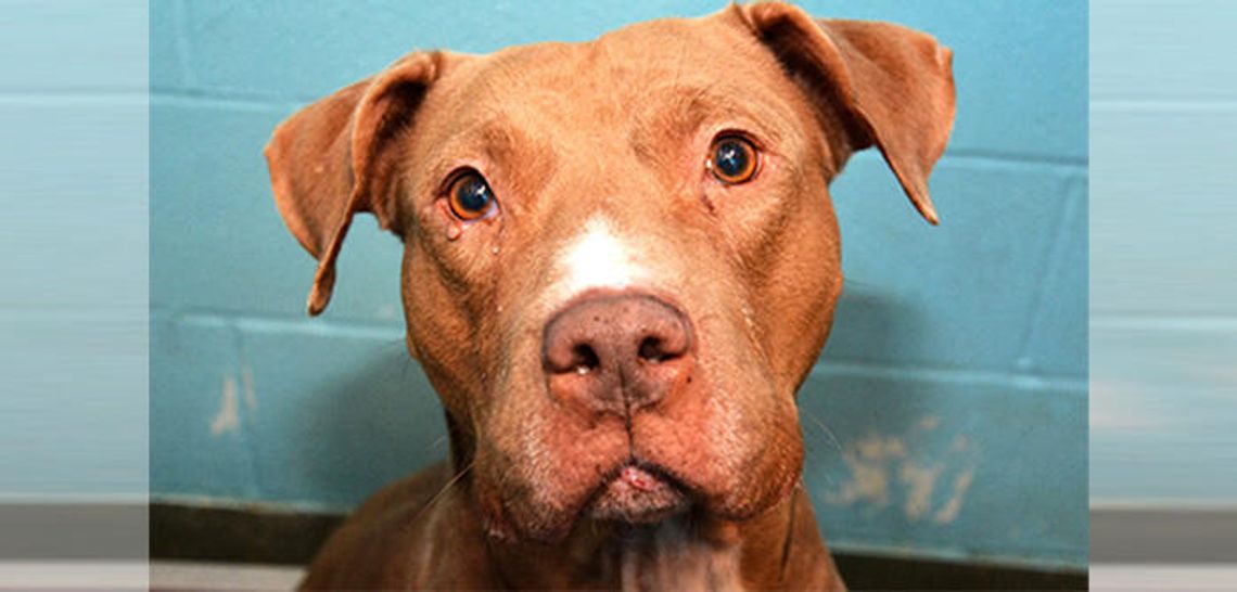 Cooperation agreement for Regional Animal Shelter gets green light