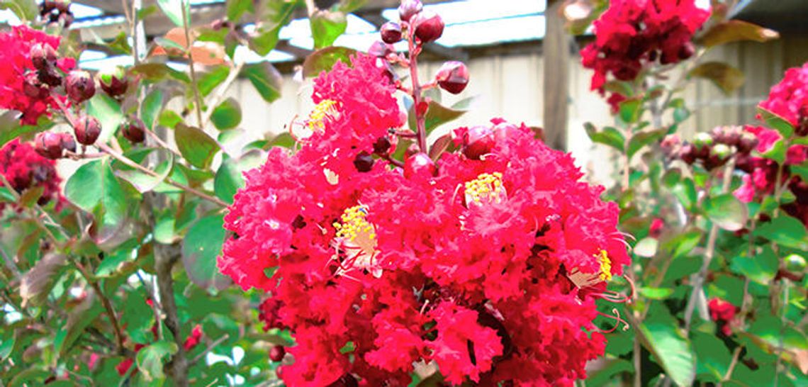 Crape Myrtles: Sturdy, showy beauties