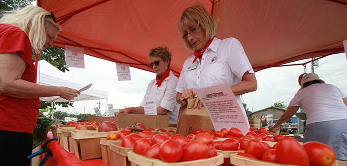 Cultivating success: Tomato Roundup showcases resurgence of local gardeners